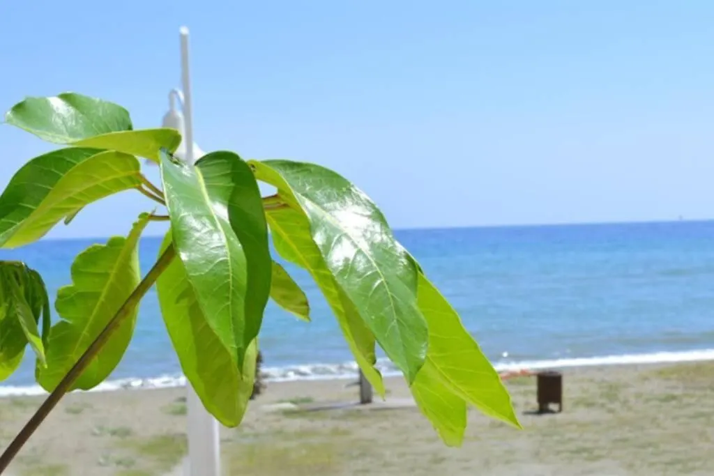 Sunny Apartment Near The Beach. Rincon de la Victoria Spain